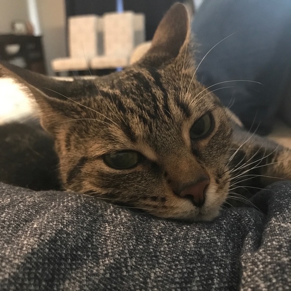 Meet your Posher, Olivia - Picture 1 of 1